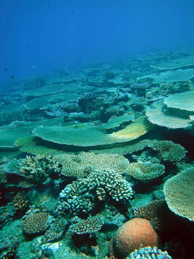 This is a picture of healthy corals in Australia's Great Barrier Reef 