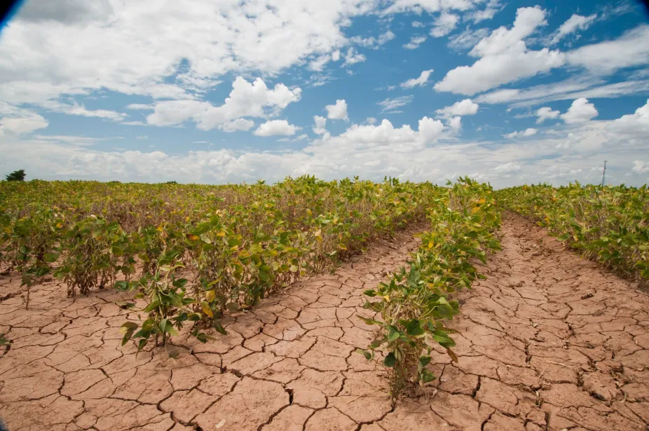 photo of drought-damaged soybeans and very dry, cracked soil in a field 