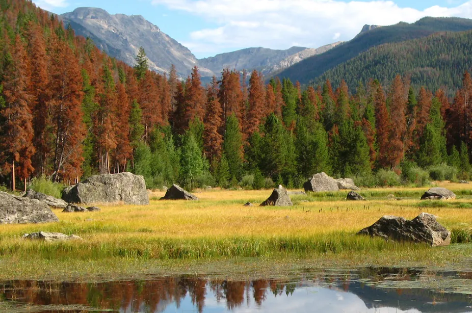 Photo of beetle-killed trees in Colorado. Warmer winters and ongoing drought made forests in many part of the western United States more susceptible to the pine beetle and other tree-damaging insects.