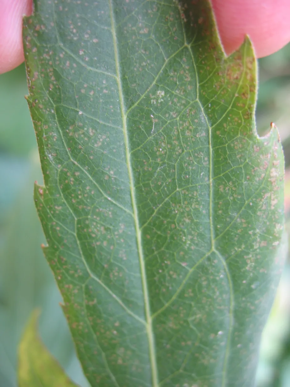Damaged areas on leaf due to ozone accumulation