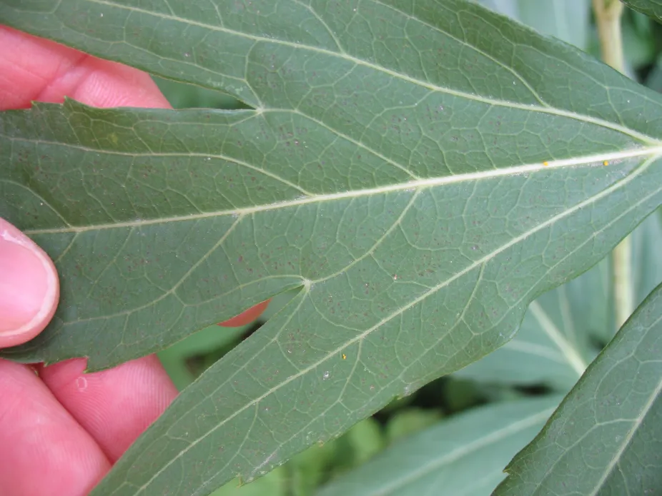 Black stipples on cutleaf coneflower leaf