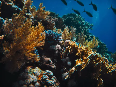 Coral for Studying Past Climate Video