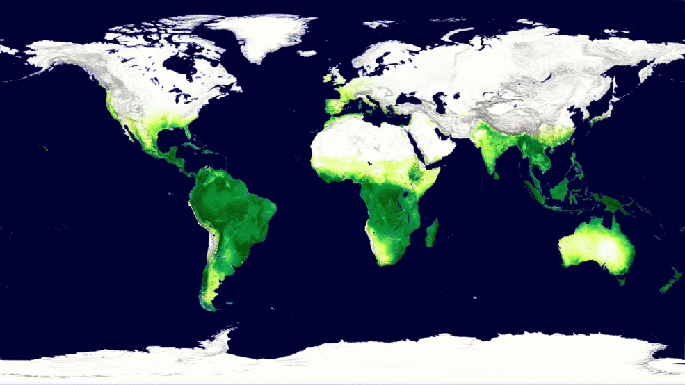 animation of global vegetation cycle over one year