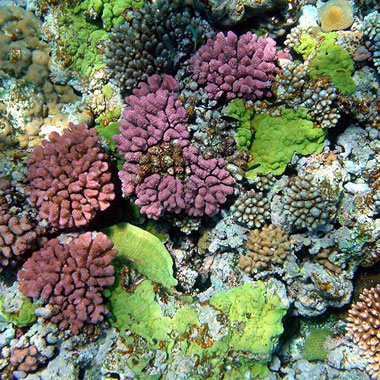 This is an image of corals on the sea floor in Papua New Guinea