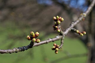 This is an image of a branch of an apple tree with new flower buds in the beginning of the growing season.