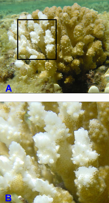 На верхнем изображении частично обесцвеченный коралл. Нижнее изображение представляет собой крупный план в основном обесцвеченных кораллов, показывающий отдельные не обесцвеченные участки. 