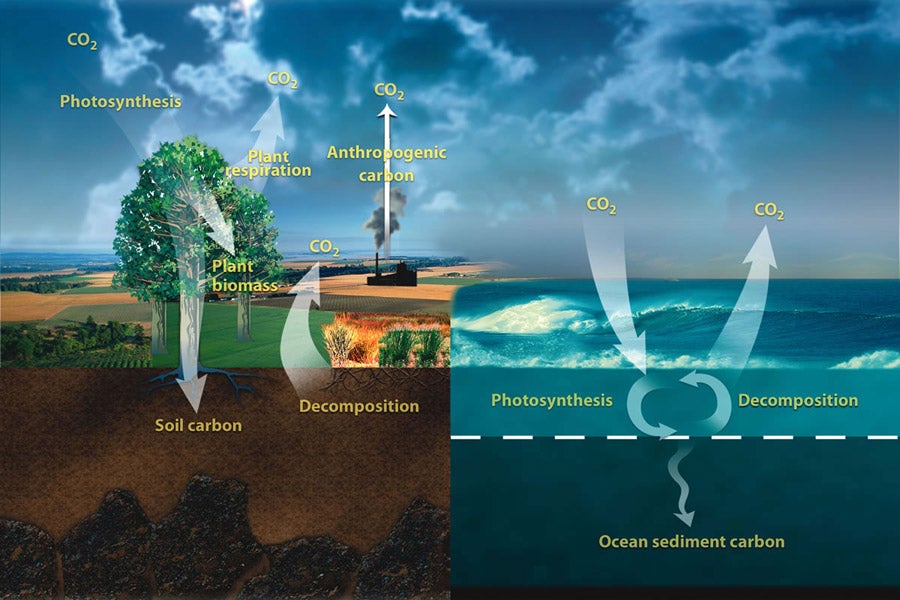 Carbon Cycle Diagram