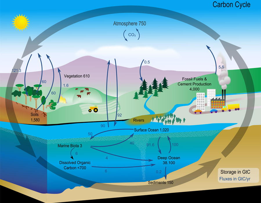 Carbon Cycle diagram from NASA