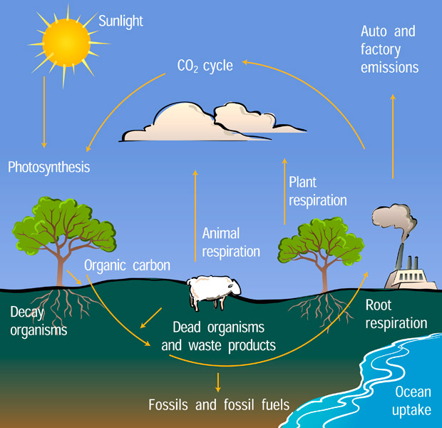 Diagram of the Carbon Cycle