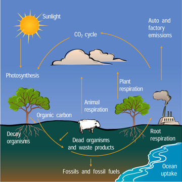 Какой биогеохимический цикл напрямую влияет на парниковый эффект