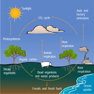 simple explanation of carbon cycle