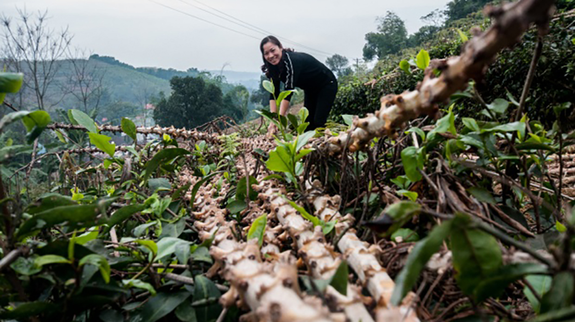 This is an image of cassava growing on a hillside in Vietnam. A cassava farmer is working on the cassava stem fencing that installed as a forage barrier between rows of cassava crop.
