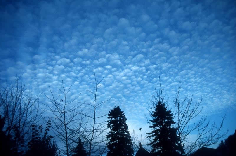 Cirrocumulus clouds over a forest