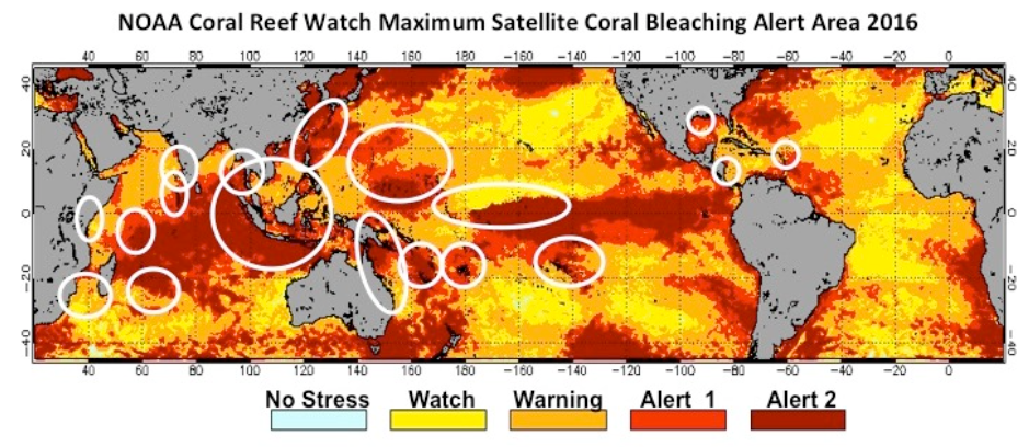 This is a global map that shows all of the areas where coral reefs are endangered. Almost all reef areas are showing one or two alerts, no reef areas are designated as no stress. 