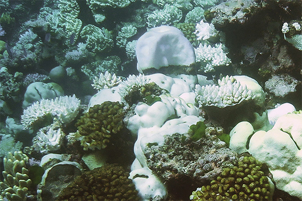 This is an image of coral along the ocean floor. Some of them are healthy and some of them have been bleached due to warming ocean temperatures.