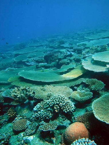 Corals and Climate  Center for Science Education