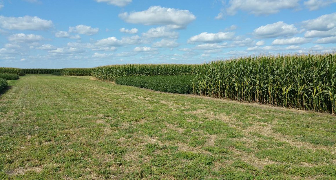 This is a photo of corn crop alternating with soybean crop.