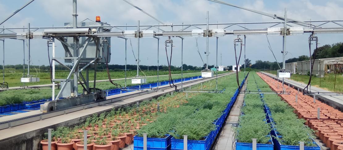 This is an image of rows of legume crops in pots, outside, with equipment suspended above them. 