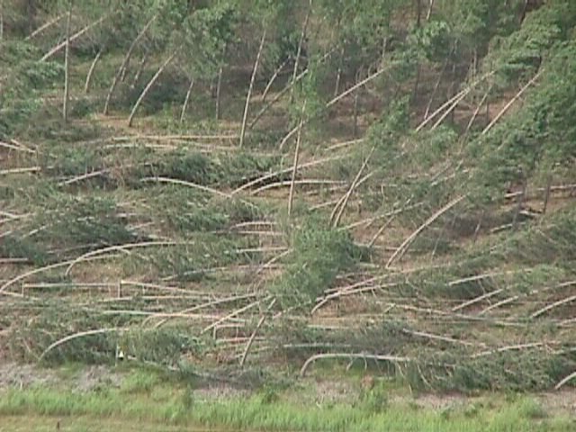 Trees laid flat from a microburst