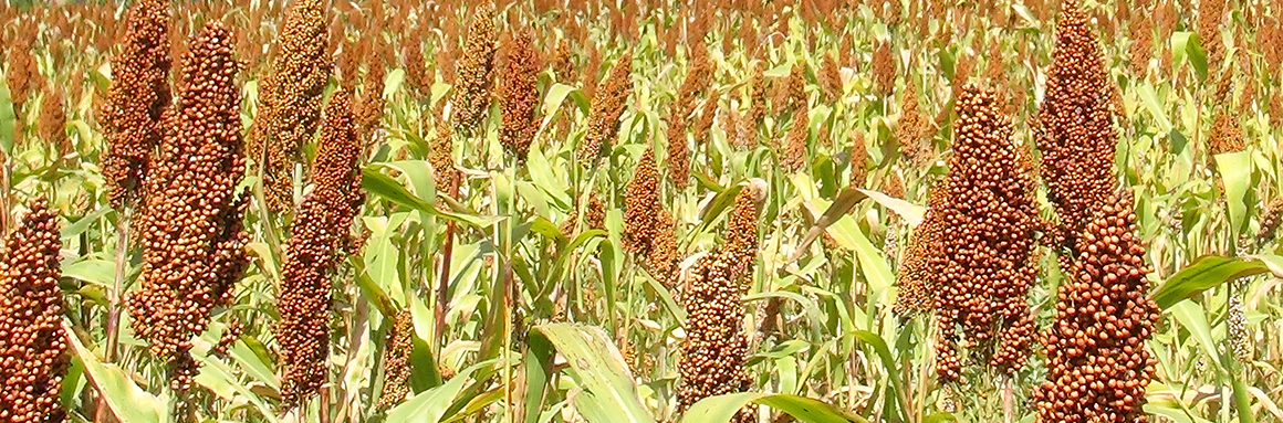 This image shows a field of sorghum.