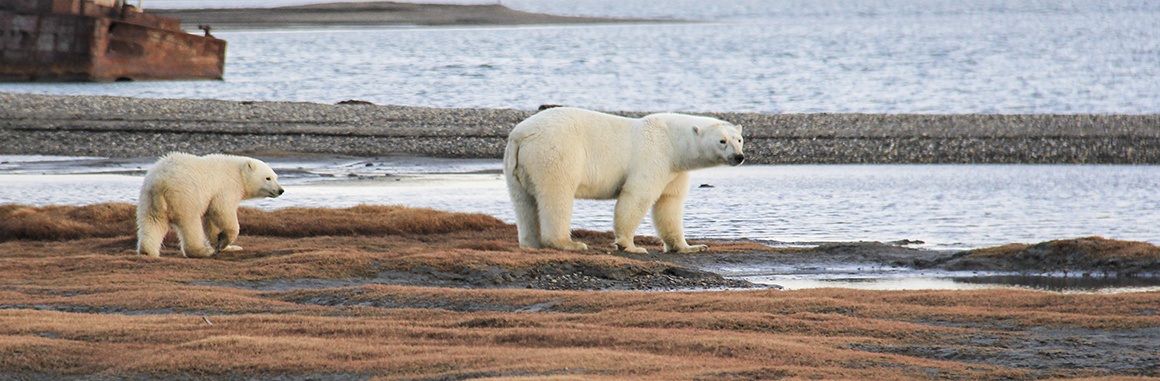 Female and cub polar bear on land near Kaktovik, Alaska
