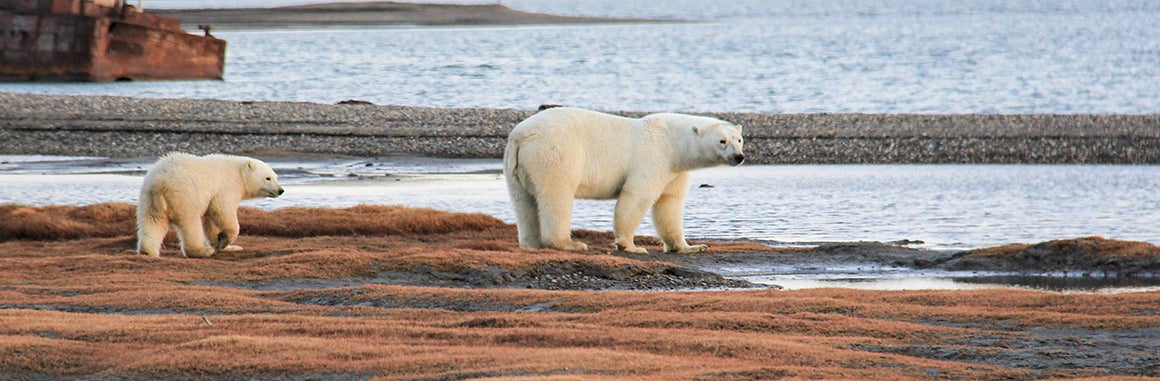 Polar Bears on Thin Ice  Center for Science Education