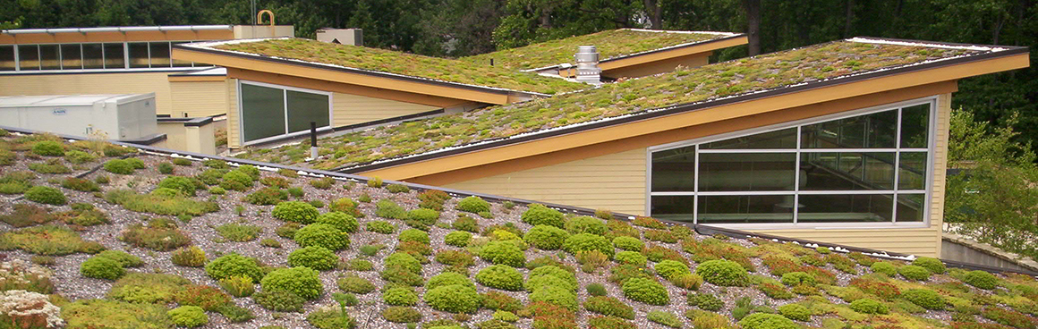 This is an image of the roof of a home that is covered in planted vegetation, which makes it a green roof.