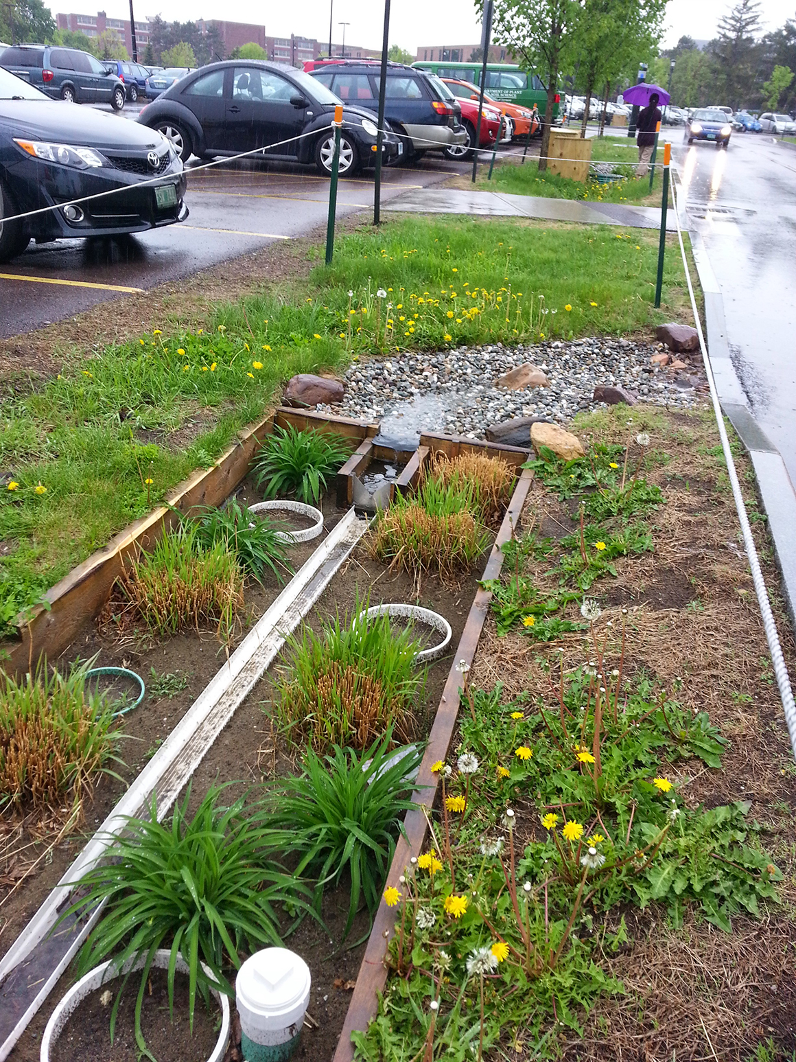 This is an image of green stormwater management where water is directed from the road into a terraced garden area alongside the road.