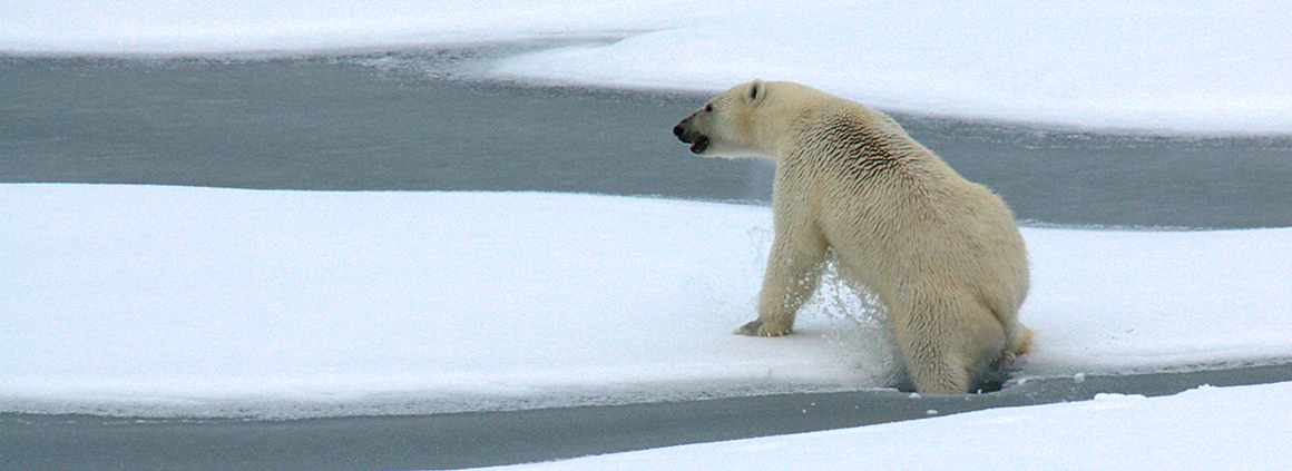 Белый медведь пробивает тонкий морской лед в Северном Ледовитом океане