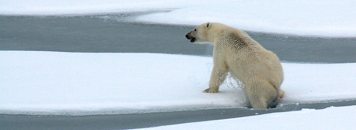 The polar bear capital of the world is losing its bears