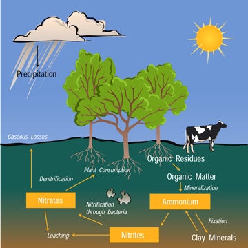 simple diagram of the nitrogen cycle