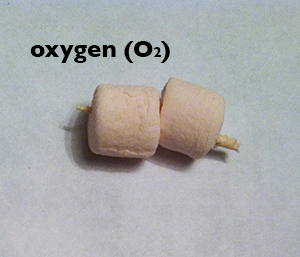 Two marshmallows on a toothpick representing an oxygen molecule