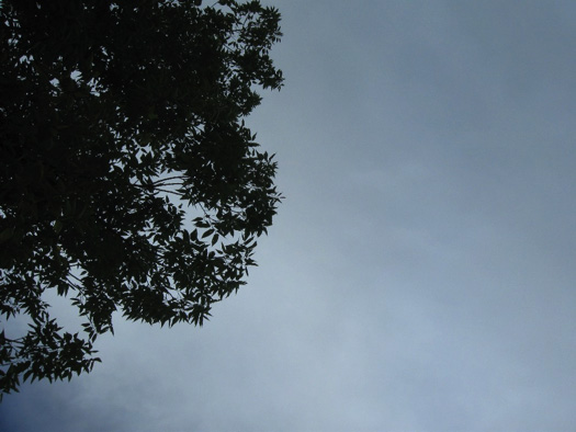 Stormy sky and tree canopy seen from the ground