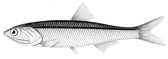 A drawing of an anchovy fish.