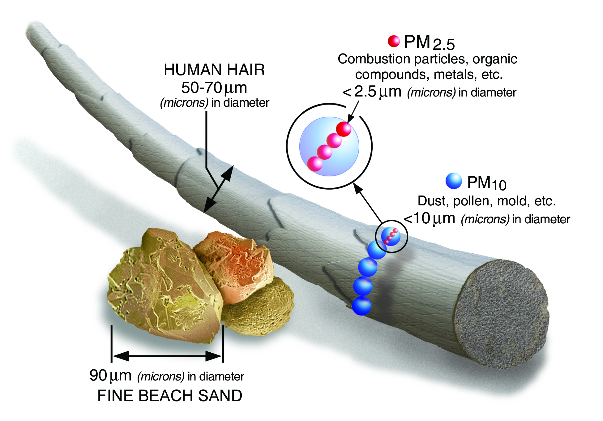 An image comparing size of particulate matter to other small objects. The largest object is a human hair (which is between 50-70 microns in diameter), then a grain of fine beach sand (which is about 90 microns in diameter). On the hair is shown an example of particulate matter that is less than 10 microns in diameter, such as dust, pollen, or mold. And on the the dust, pollen, or mold is shown an example of particulate matter that is less than 2.5 microns in diameter (combustion particles or VOCs).