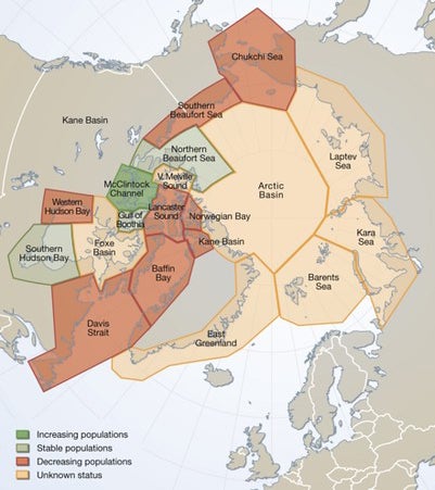 Polar Bears on Thin Ice  Center for Science Education