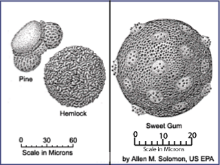 Pine, Hemlock and Sweet Gum pollen grains