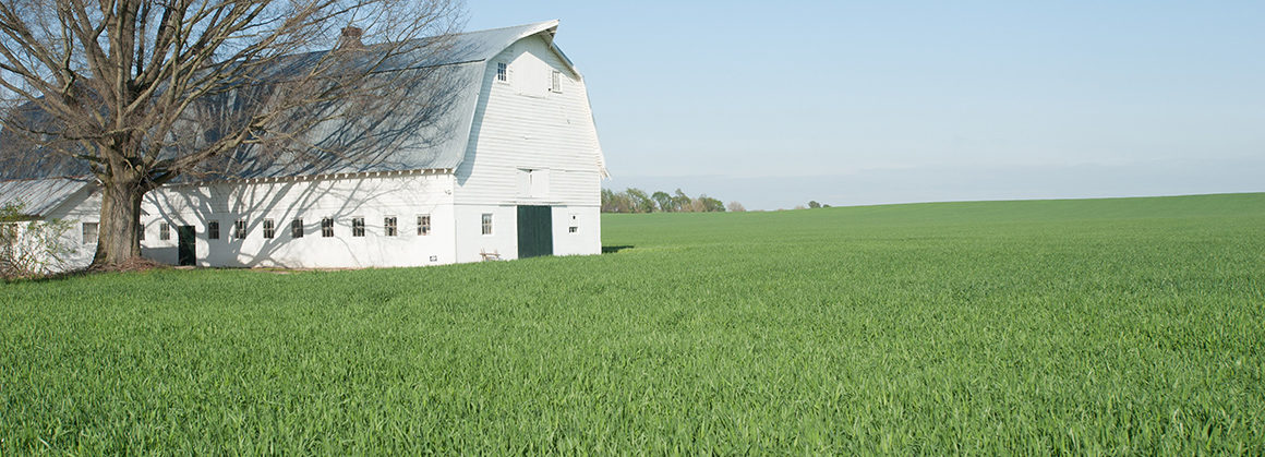 This is an image of a barn style farmhouse and a large tree surrounded by an expansive field of rye crop.