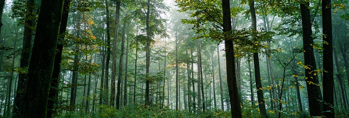 This is an image of a stand of tall trees in a forest, with sunlight filtering through the branches.