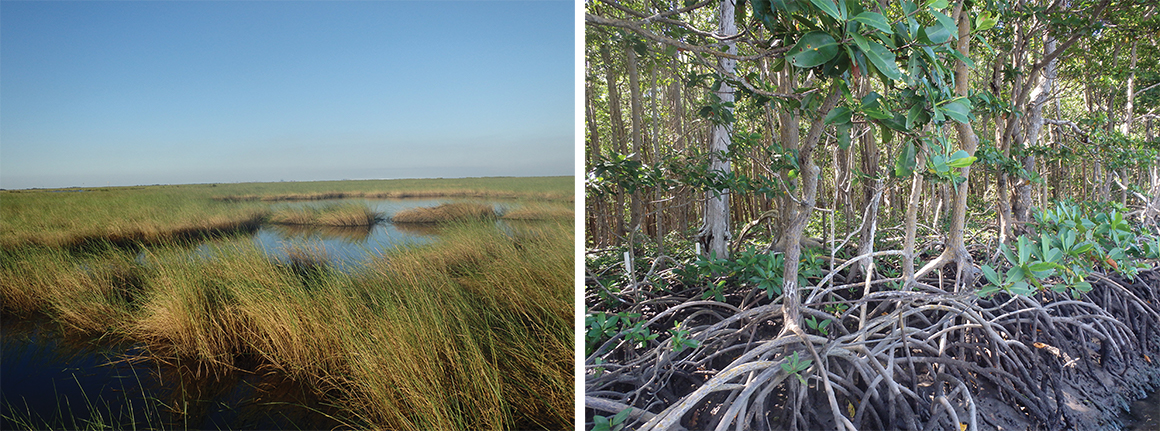 This is two images: one on the left of the native marsh grasses found in wetlands environments and the one on the right showing mangrove forests that are replacing the native vegetation as the climate changes.