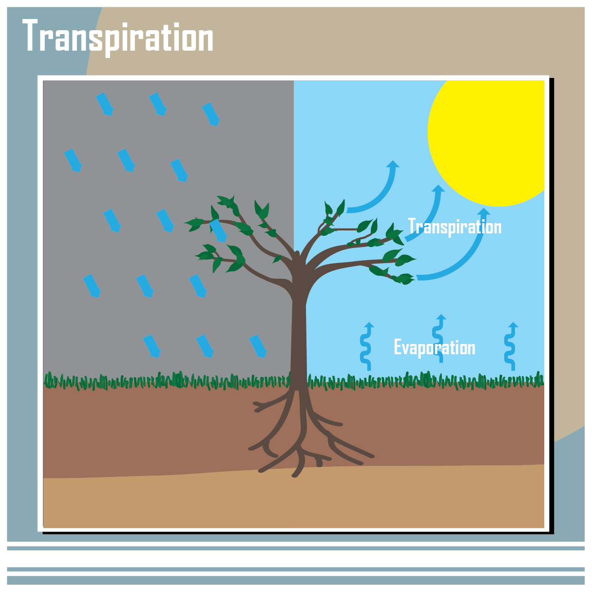 Illustration of tree transpiration on rainy and sunny days
