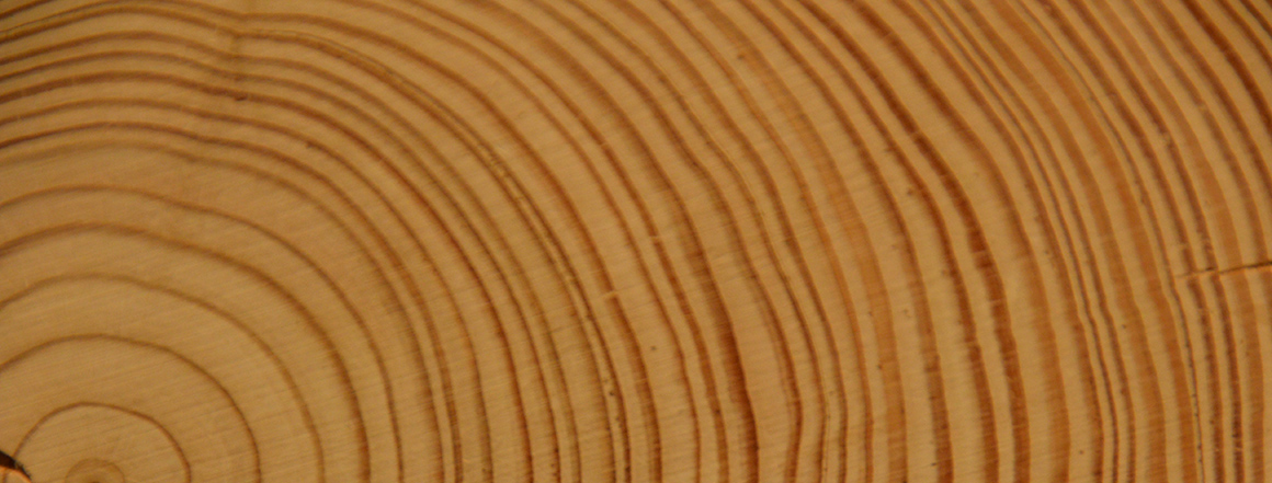 Cross section of a tree trunk showing alternating light and dark rings