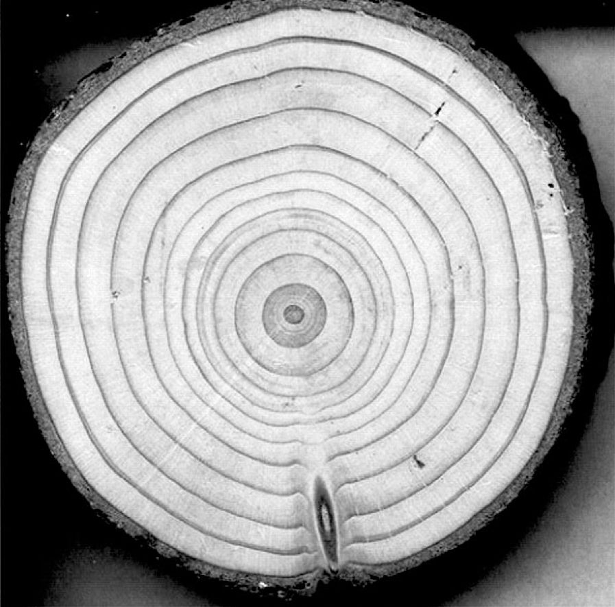 tree ring drawing