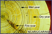 Tree Rings showing wet and dry years and a fire scar