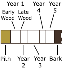 Example of counting rings on a core from a 5-year-old tree, showing the pith, early wood and late wood