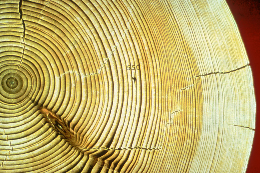 What two things do tree rings indicate?