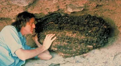 A scientist looks at and touches a packrat midden.