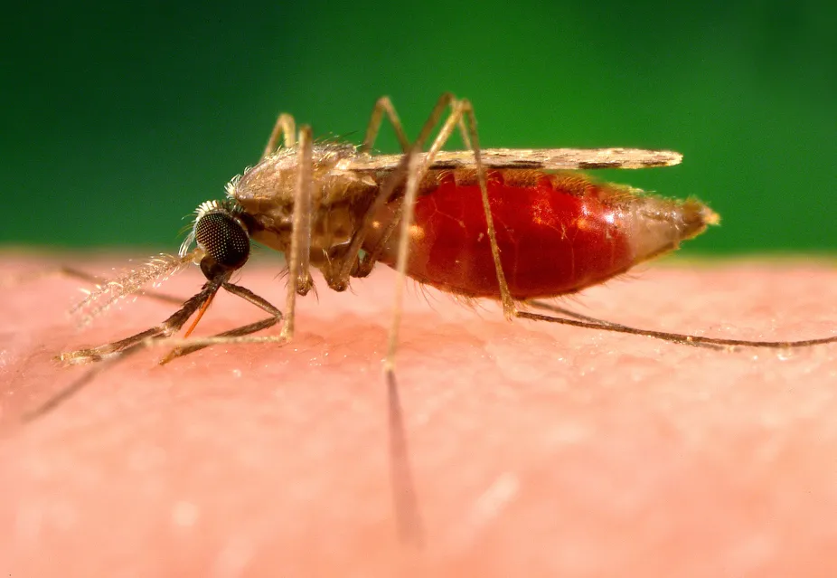 An Anopheles minimus mosquito on human skin with its abdomen full of blood