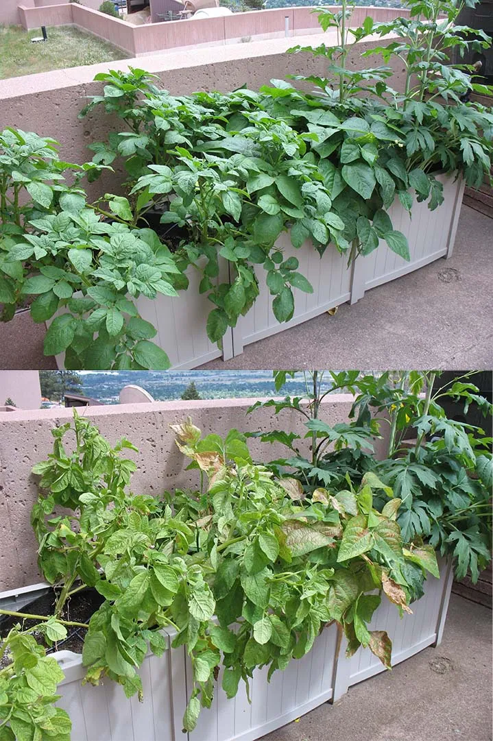 The top image shows potato plants (far left) and bean plants (center) without visible ozone damage, the bottom image shows the same plants several weeks later with moderate to severe ozone damage.