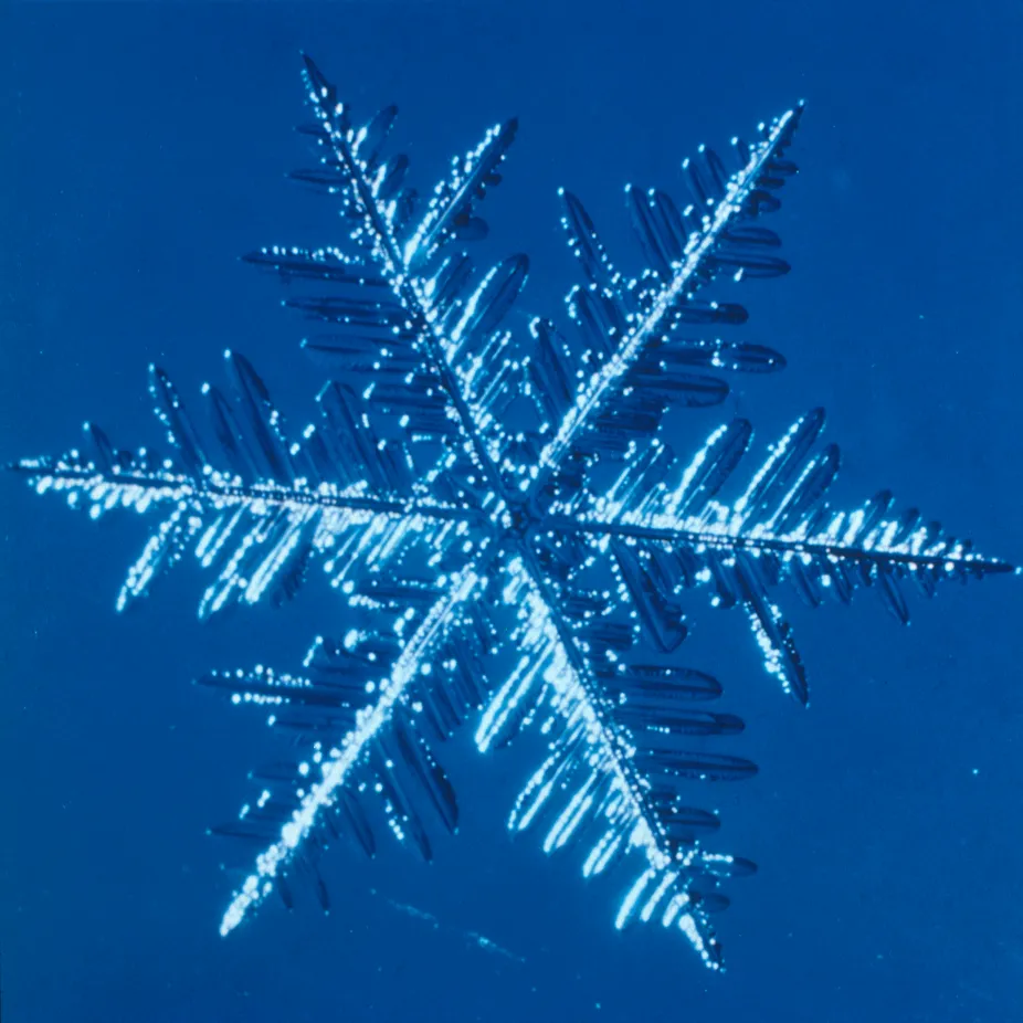 Magnified view of a snowflake.